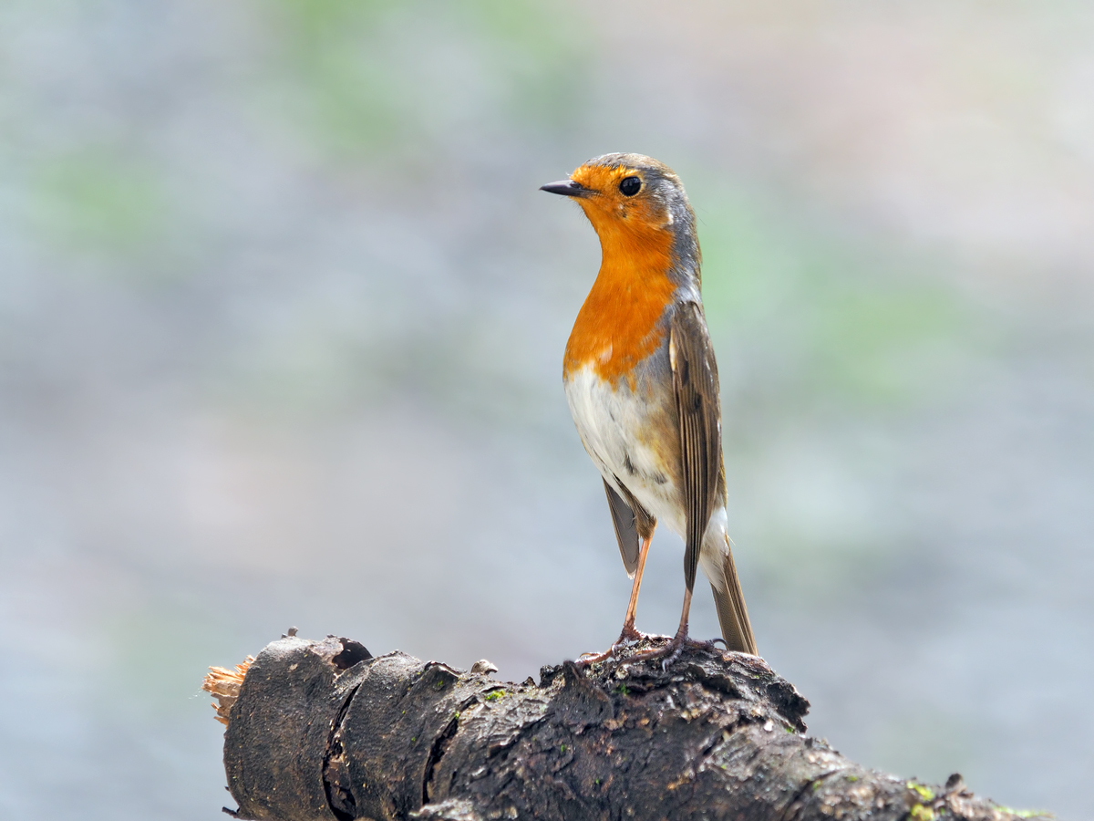 Erdkehlchen/Rotmännchen