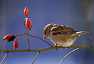 Der Spatz und die Hagebutten