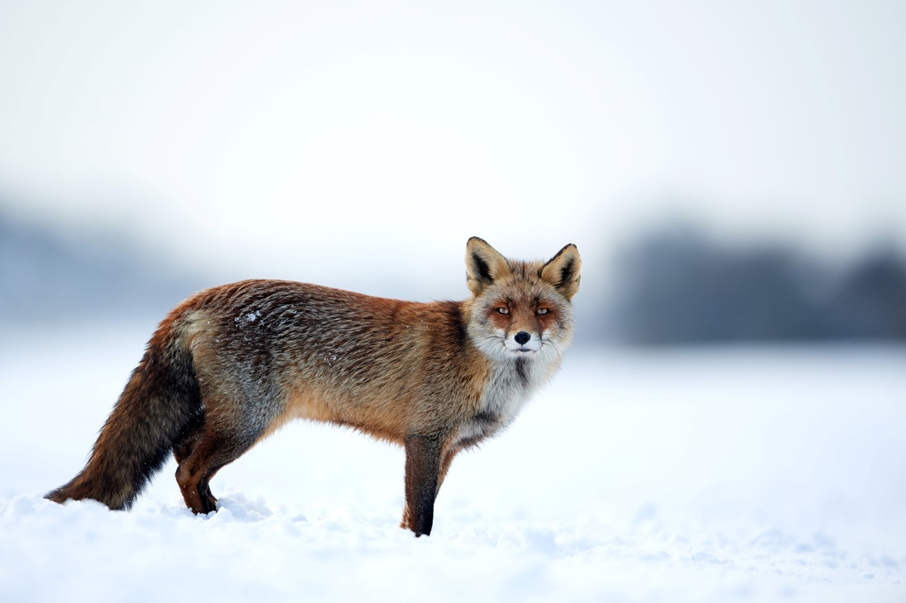 Winterfuchs