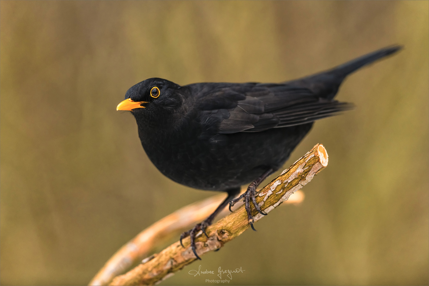 Blackbird