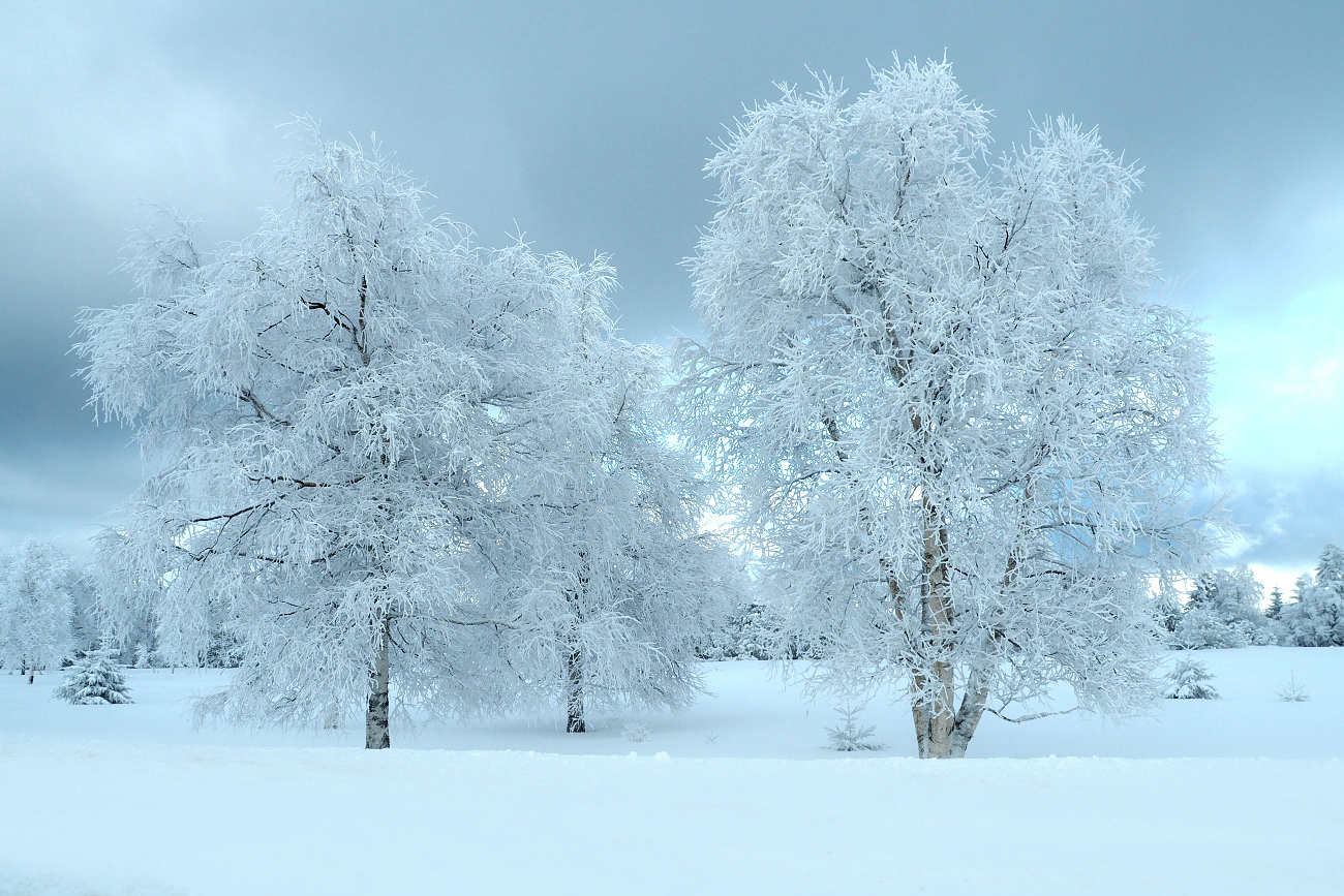 Birken im Schnee