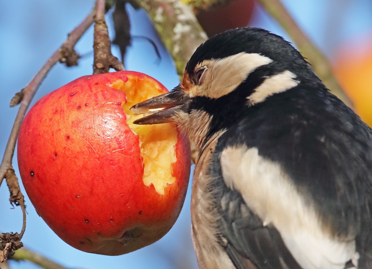 Buntspechtzunge "in Winterapfel"...