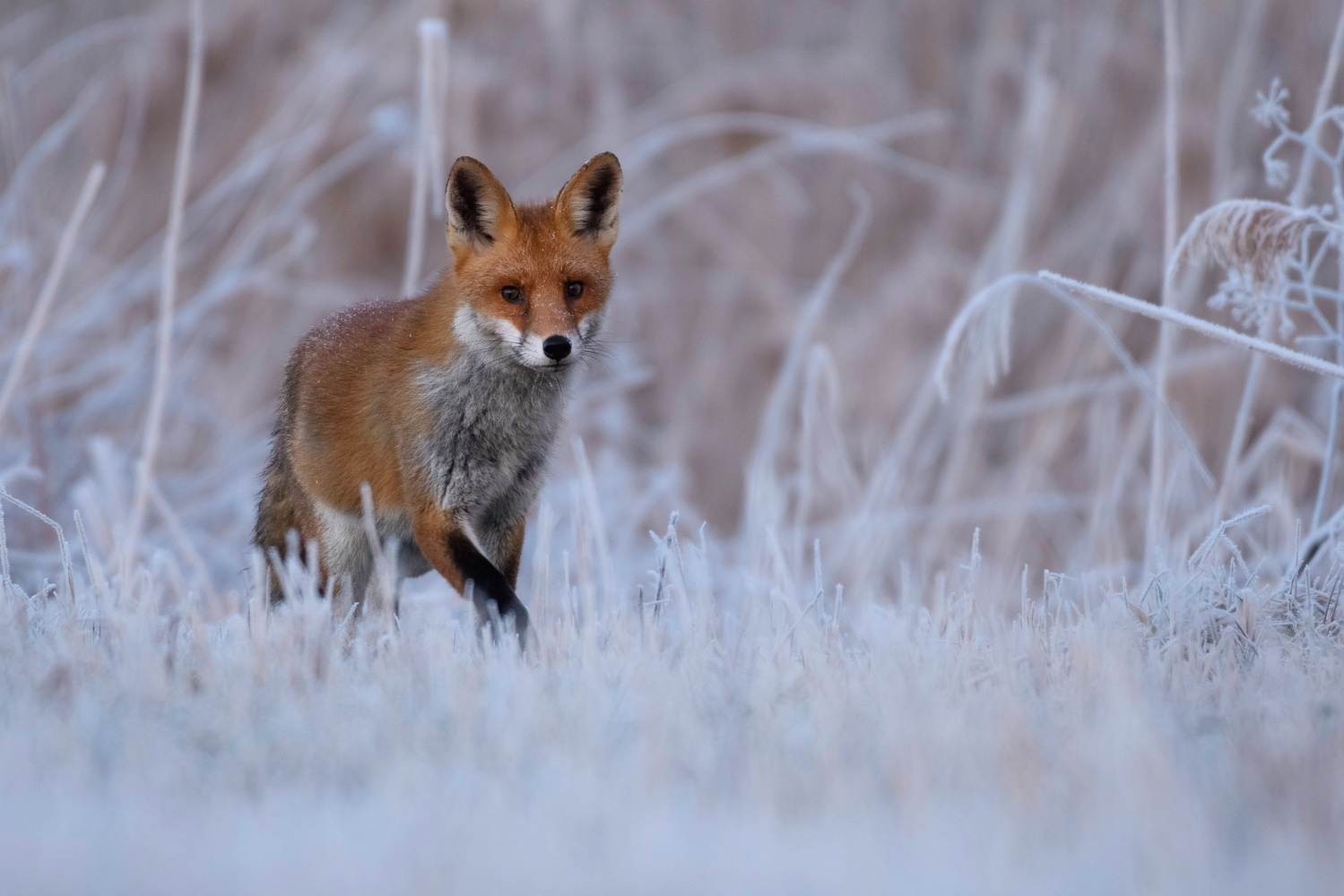 Rotfuchs im Winter