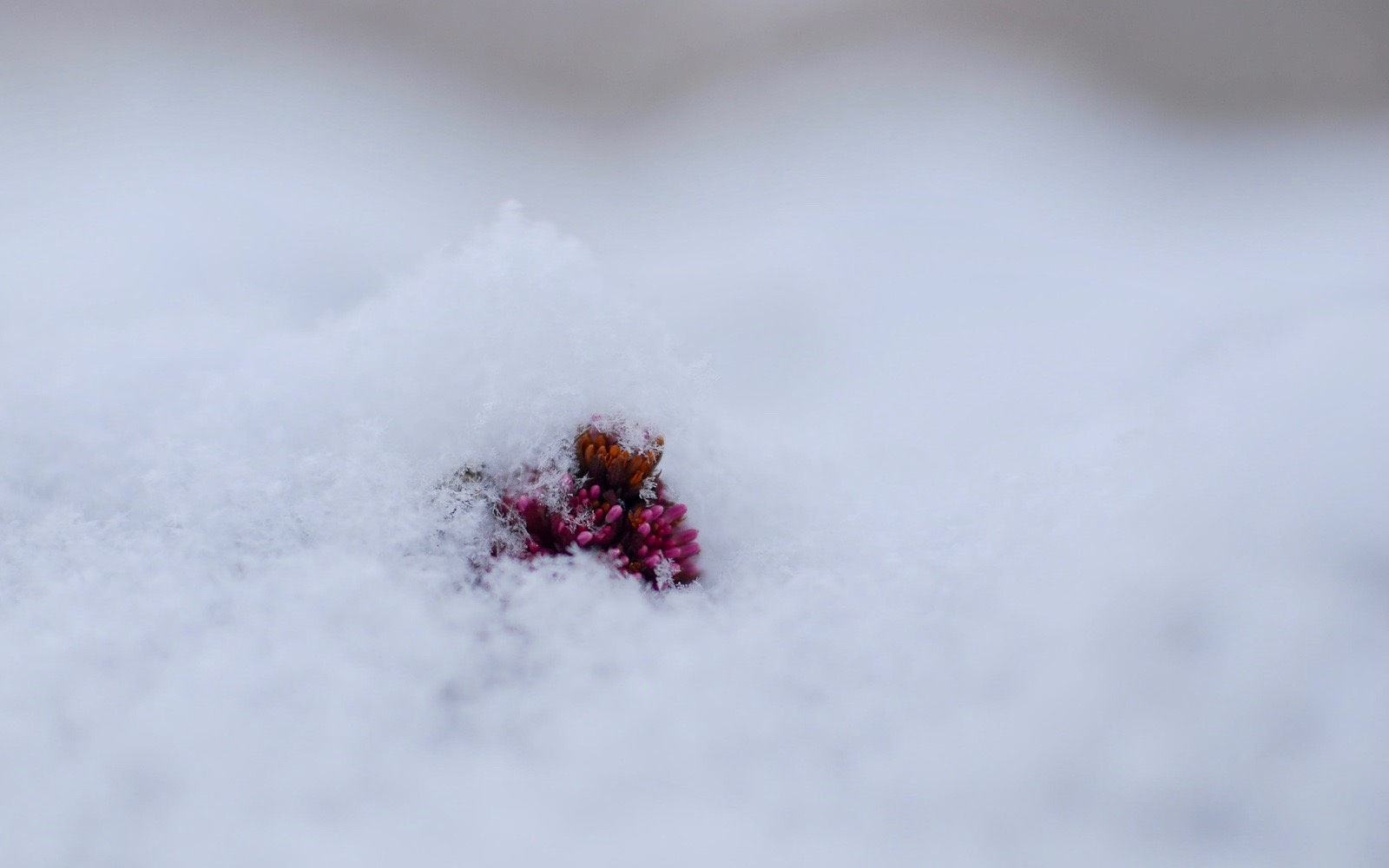 Im Schnee verborgen