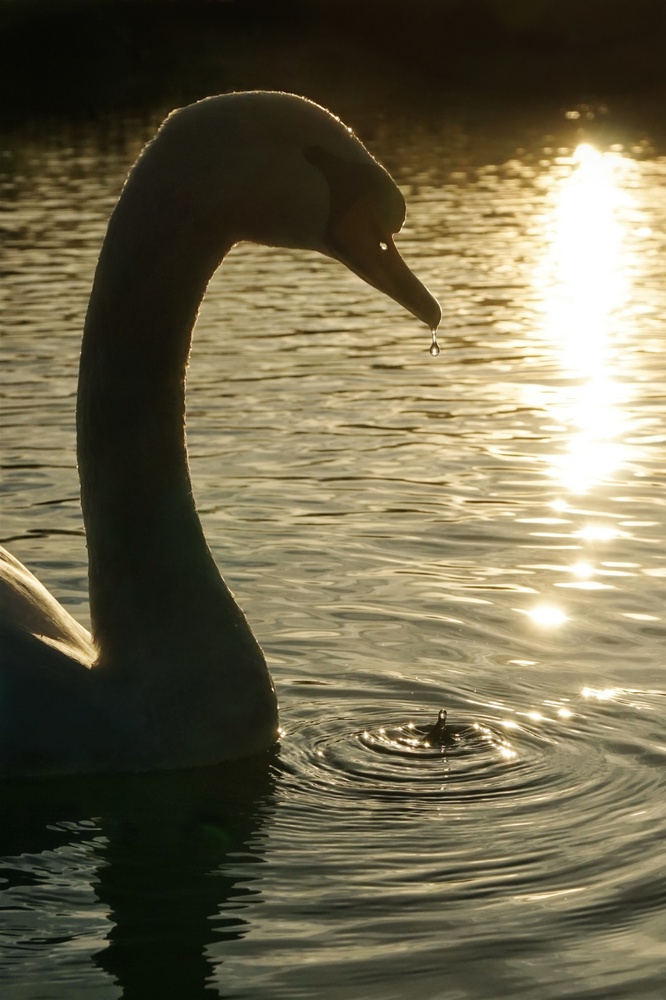 Schwan