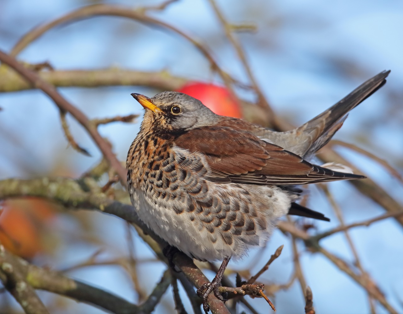 Krammetsvogel Wacholderdrossel...