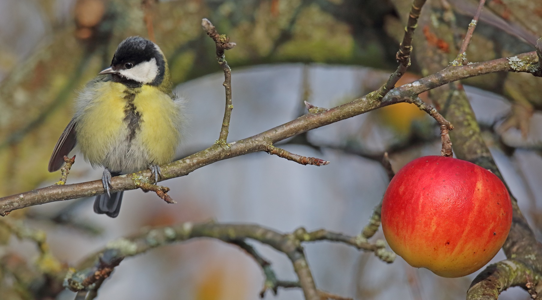 Apfel leuchtet mehr...