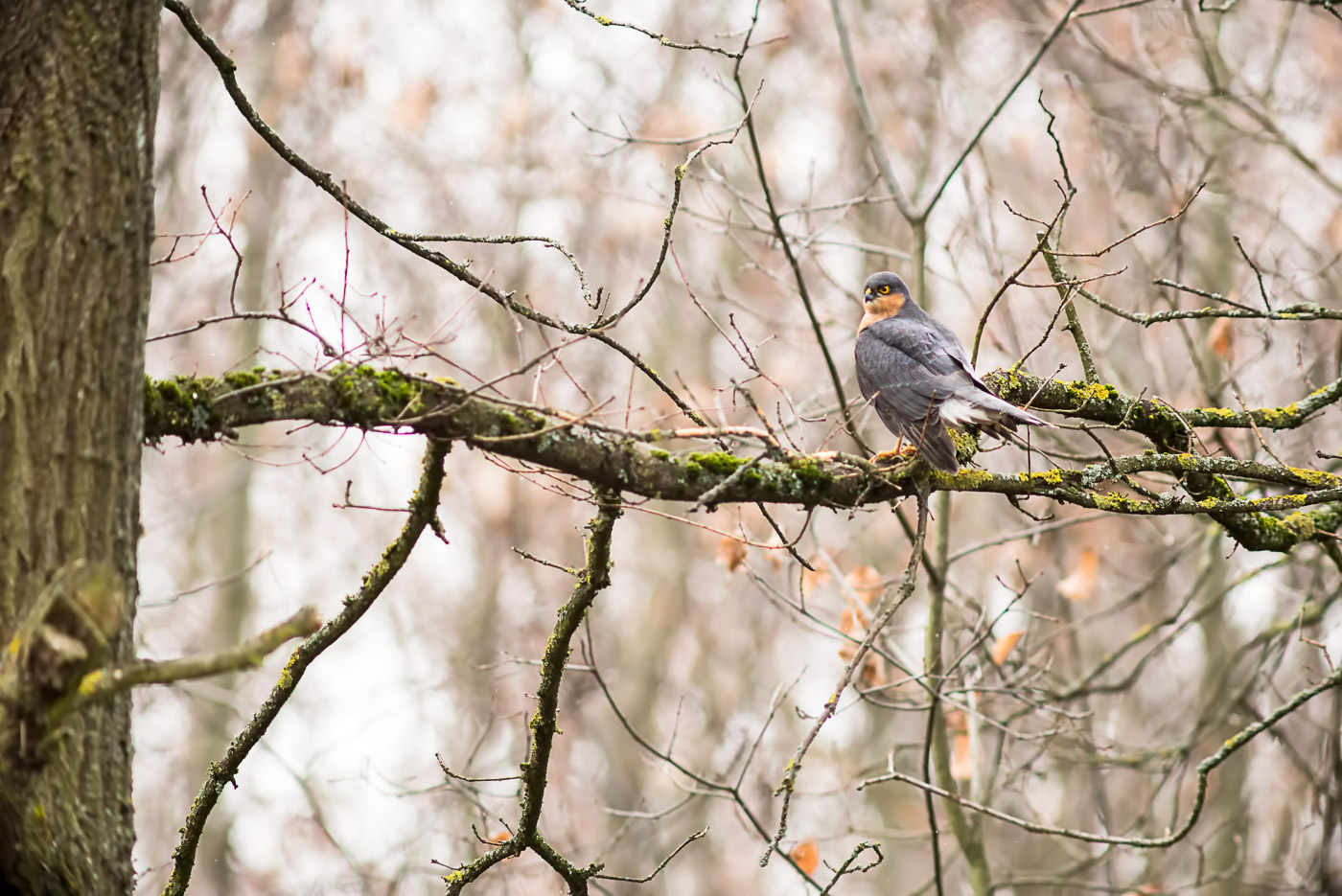 Sperber (Accipiter nisus)
