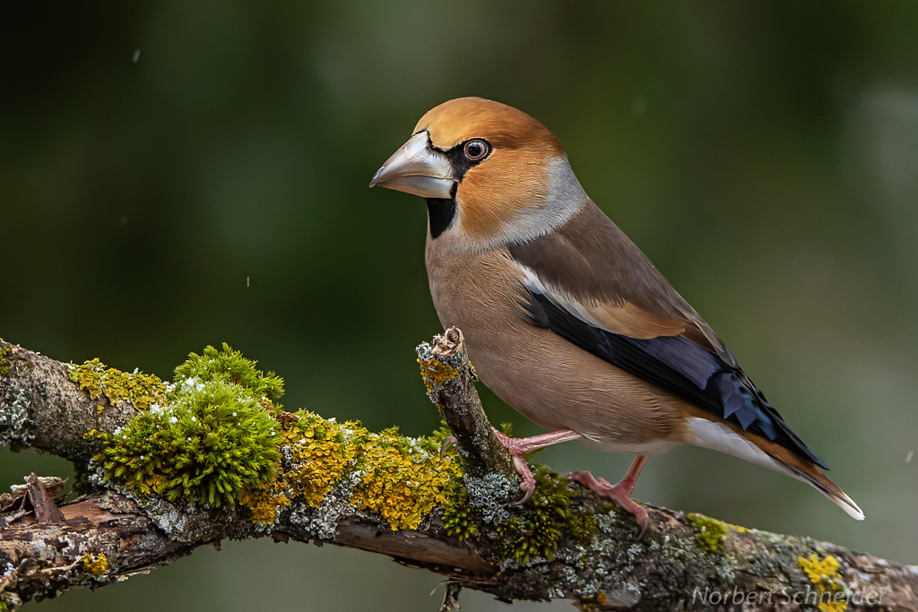 Kernbeißer (Coccothraustes Coccothraustes) Männchen