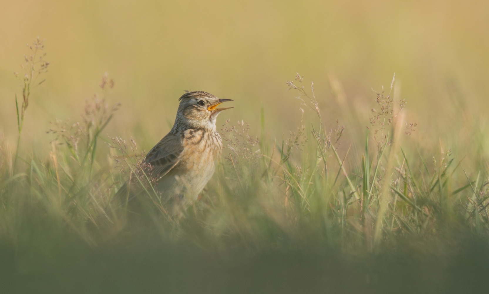 Vogel des Jahres