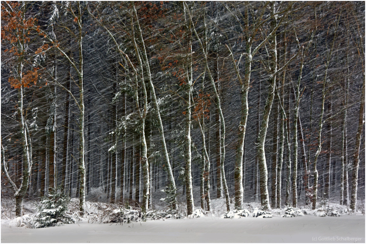 Schneegestöber im Schwarzwald