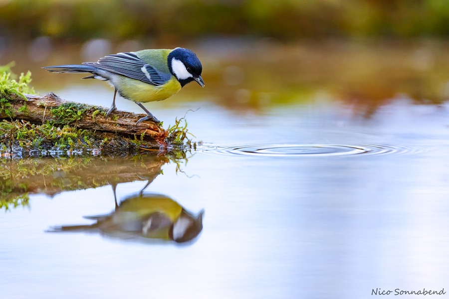 Kohlmeise am Vogelteich