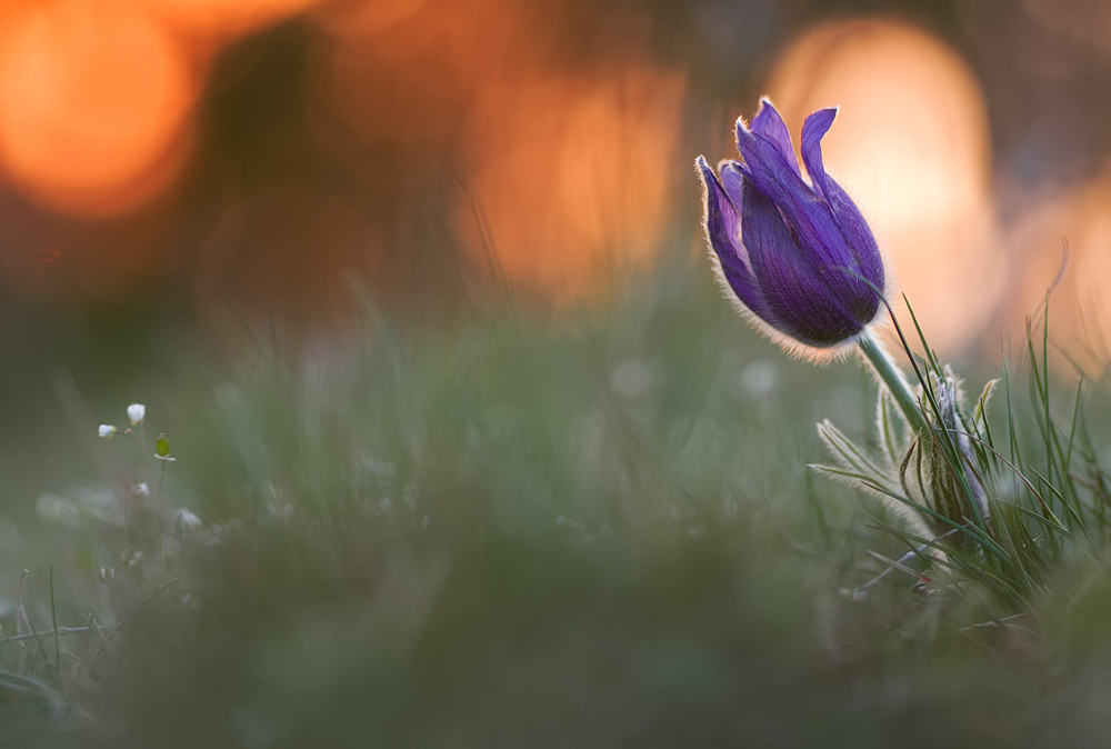 Pulsatilla