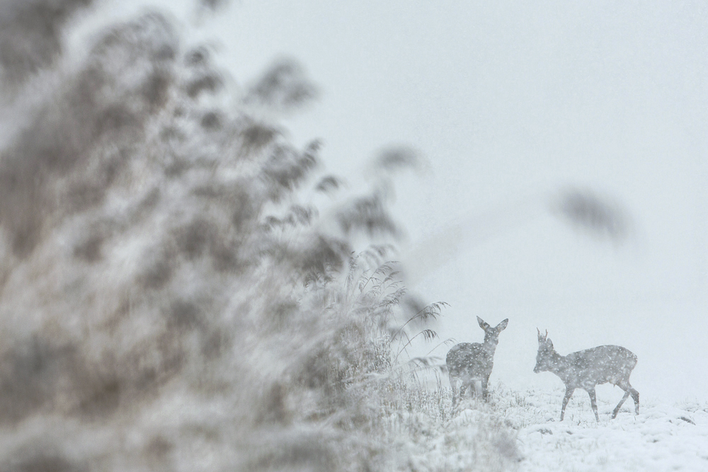 ~ Im Schneetreiben ~