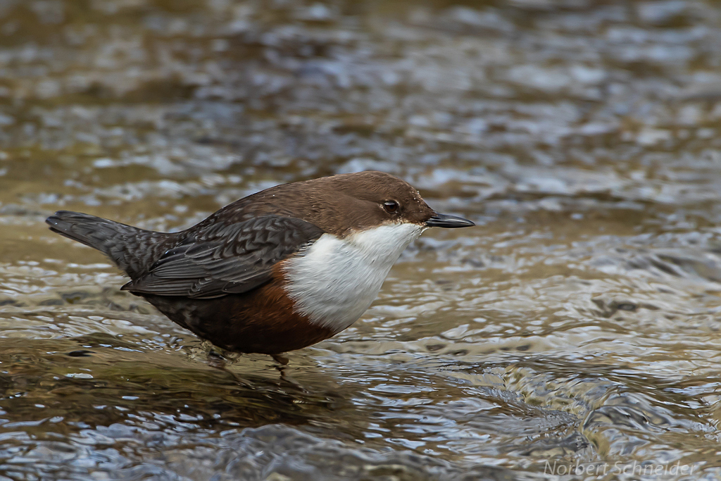 Wasseramsel (Cinclus cinclus)