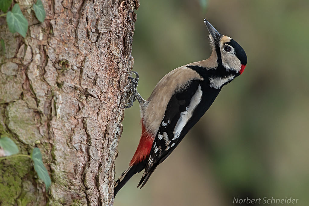 Buntspecht (Dendrocopos major) Männchen