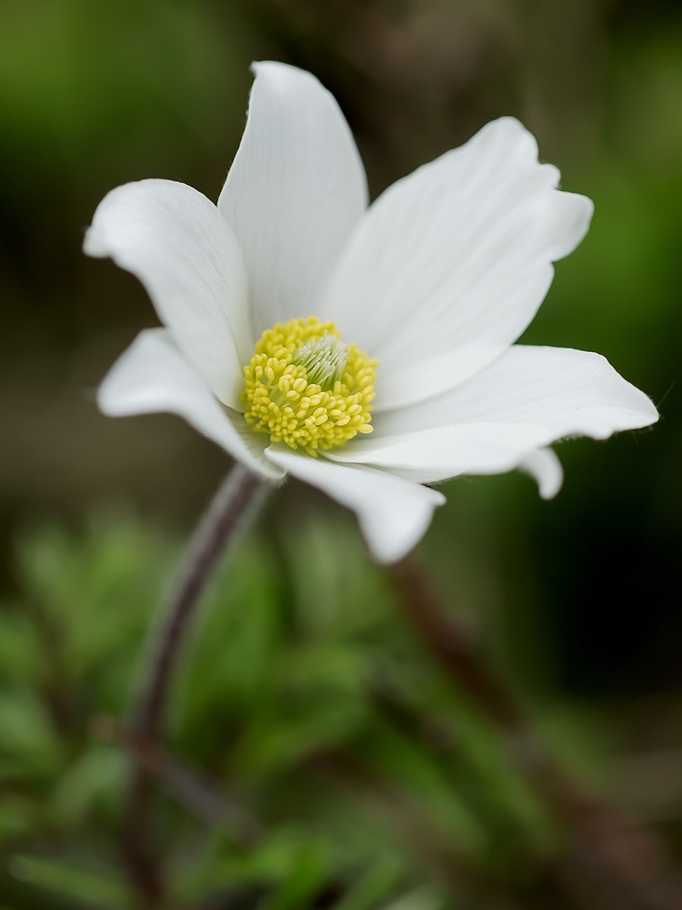 Pulsatilla alba