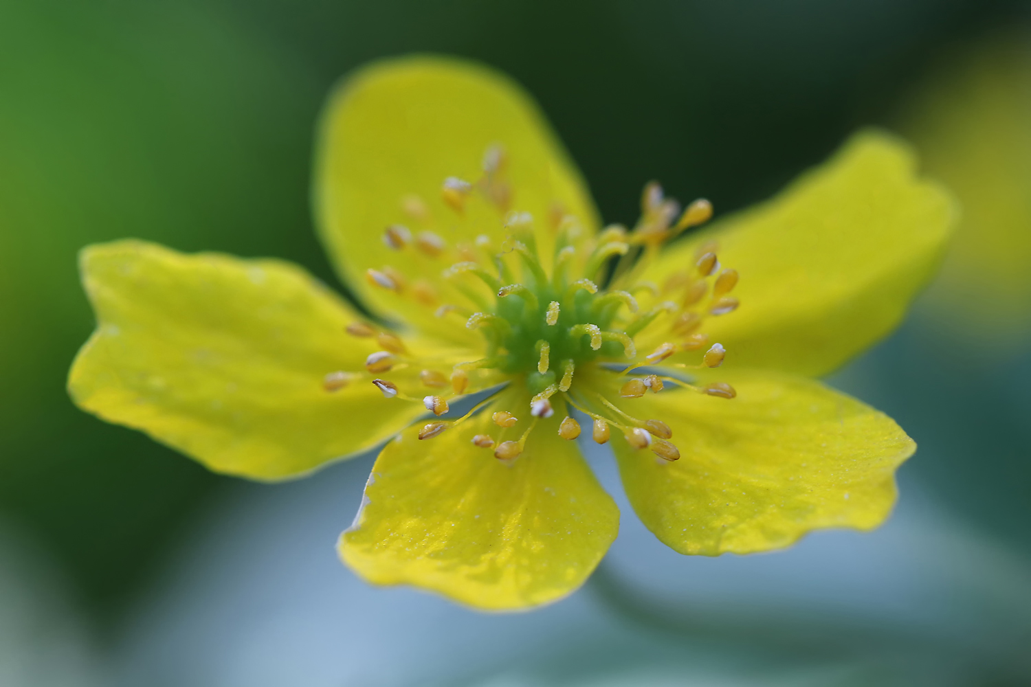Anemone Griffel kürzer als 2 mmm