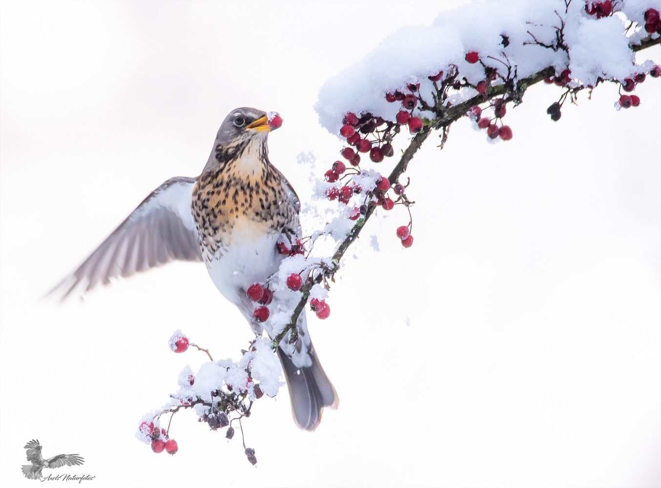 Wintergäste