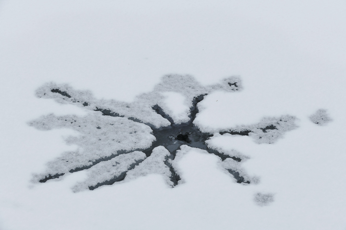Spider - eine Spinne auf Eis