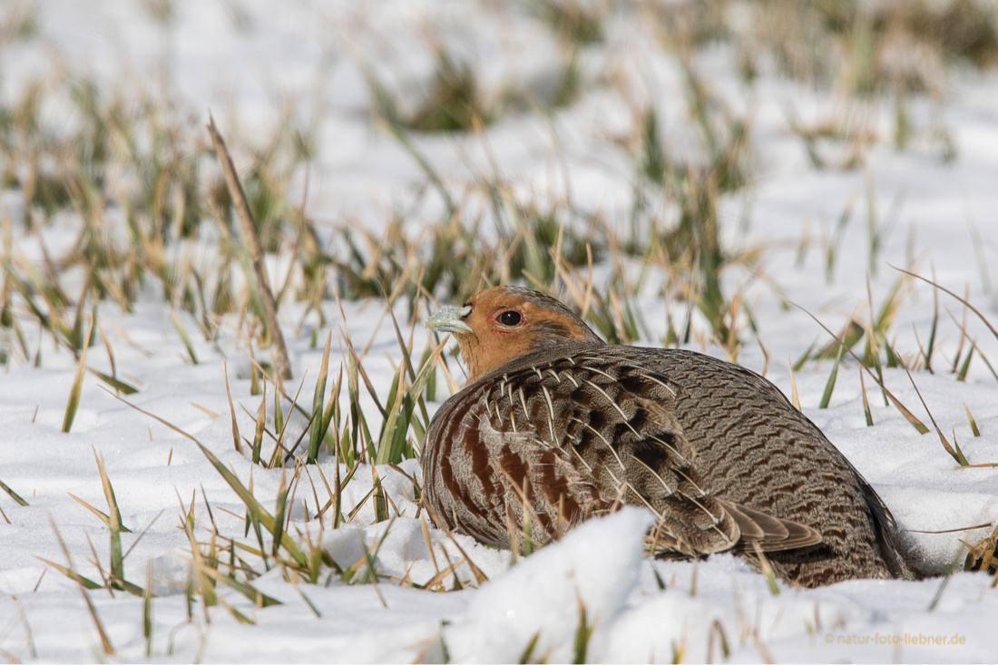 Rebhuhn (Perdix perdix)