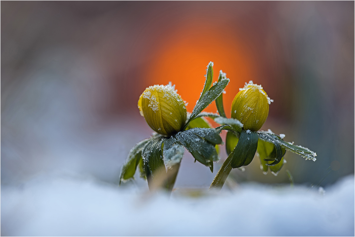 Winterling 2