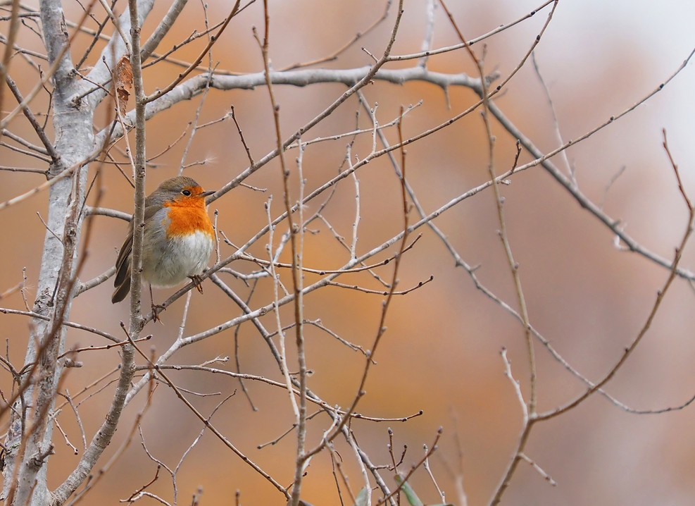 Winterrotkehlchen