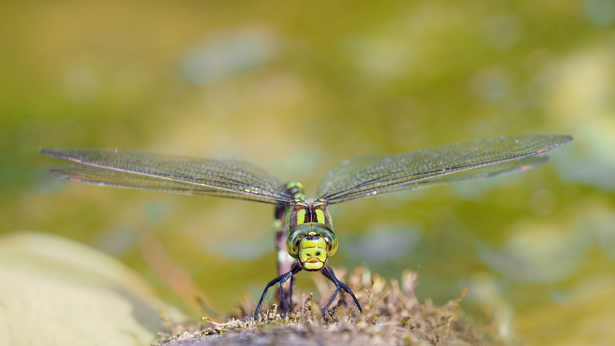 Die Blau-grüne Mosaikjungfer