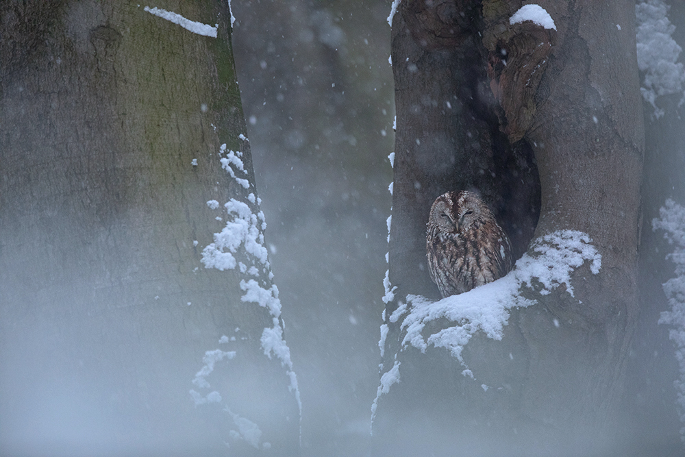 Winterfreuden