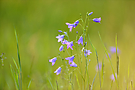 Wiesenglockenblume