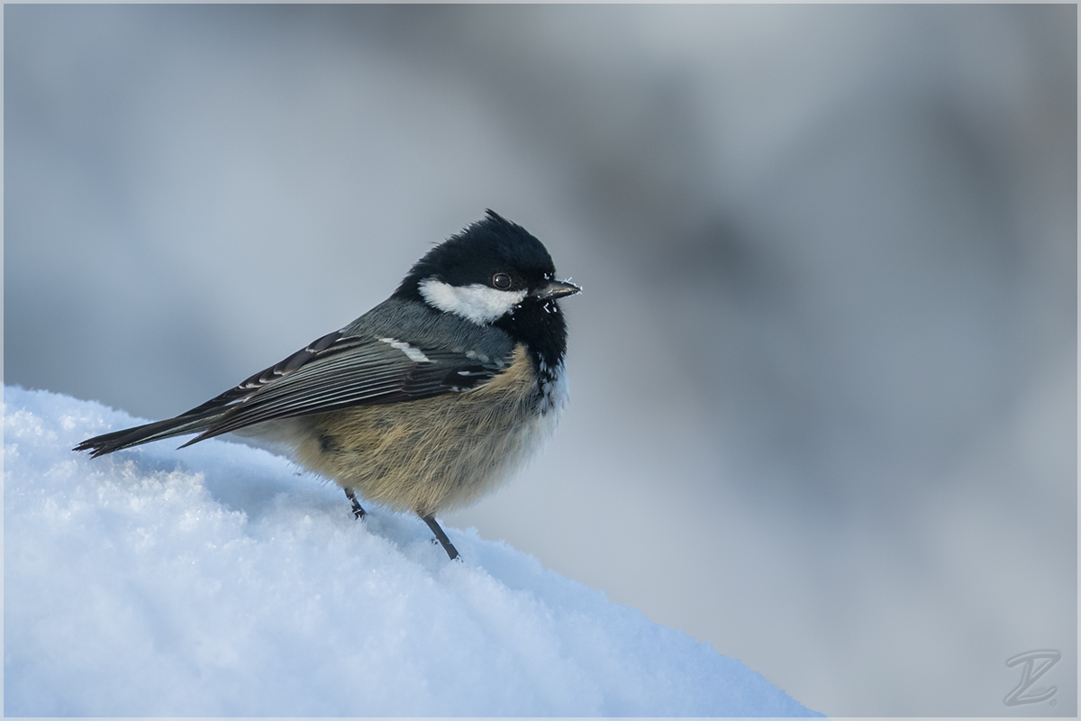 Tannenmeise im Schnee