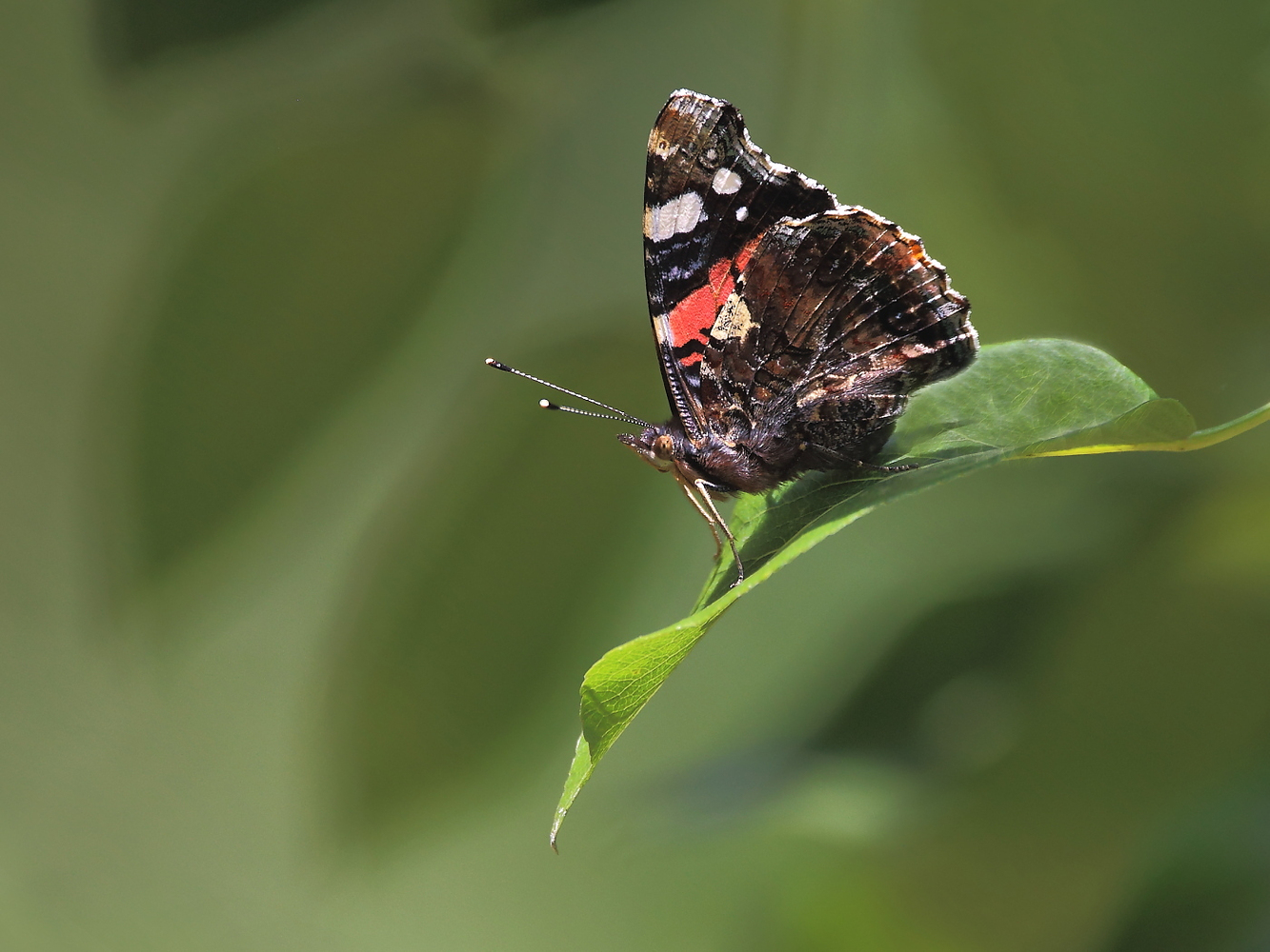 Admiral - Vanessa atalanta