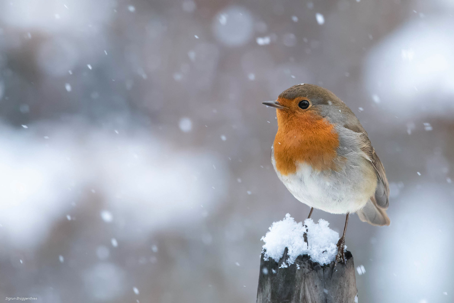 Am Tag als der Schnee kam