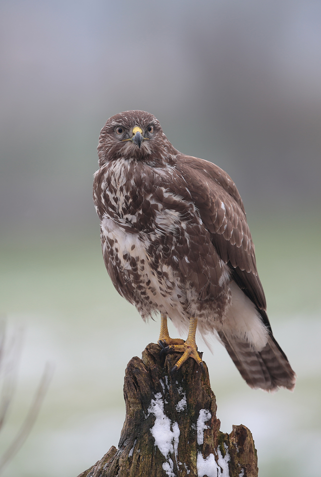 Mäusebussard