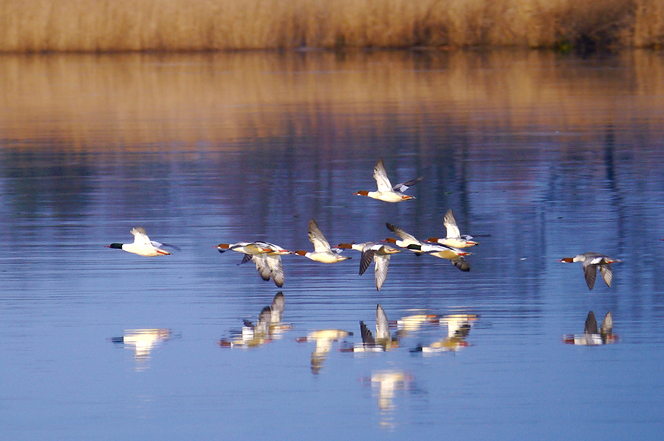 Spiegelflug