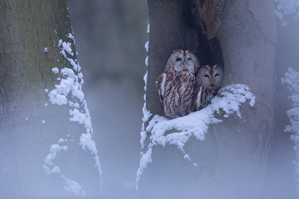 Winterfreuden