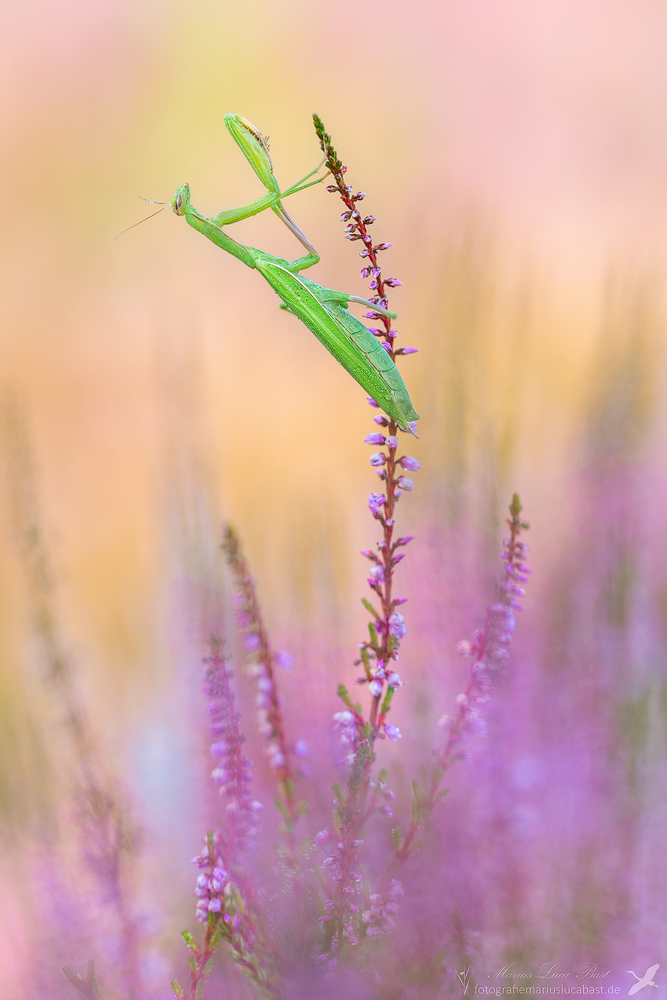 ~ Mantis ~