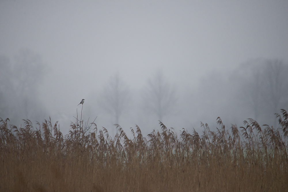 Der Aufpasser