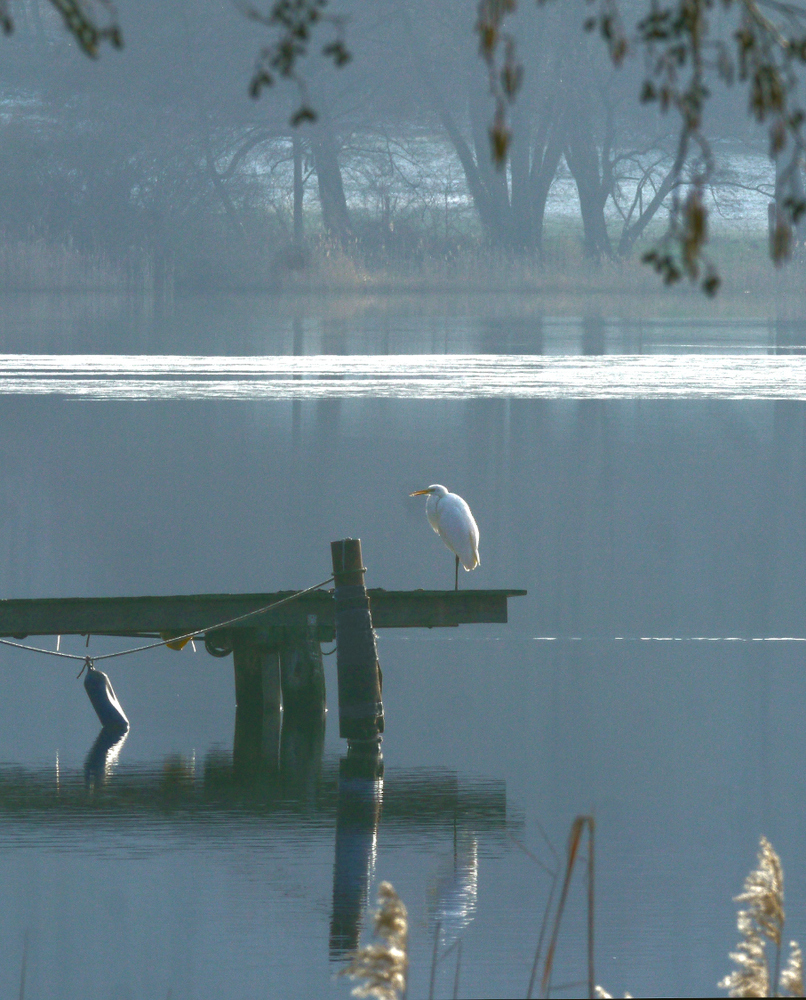 Morgenstimmung mit Silberreiher