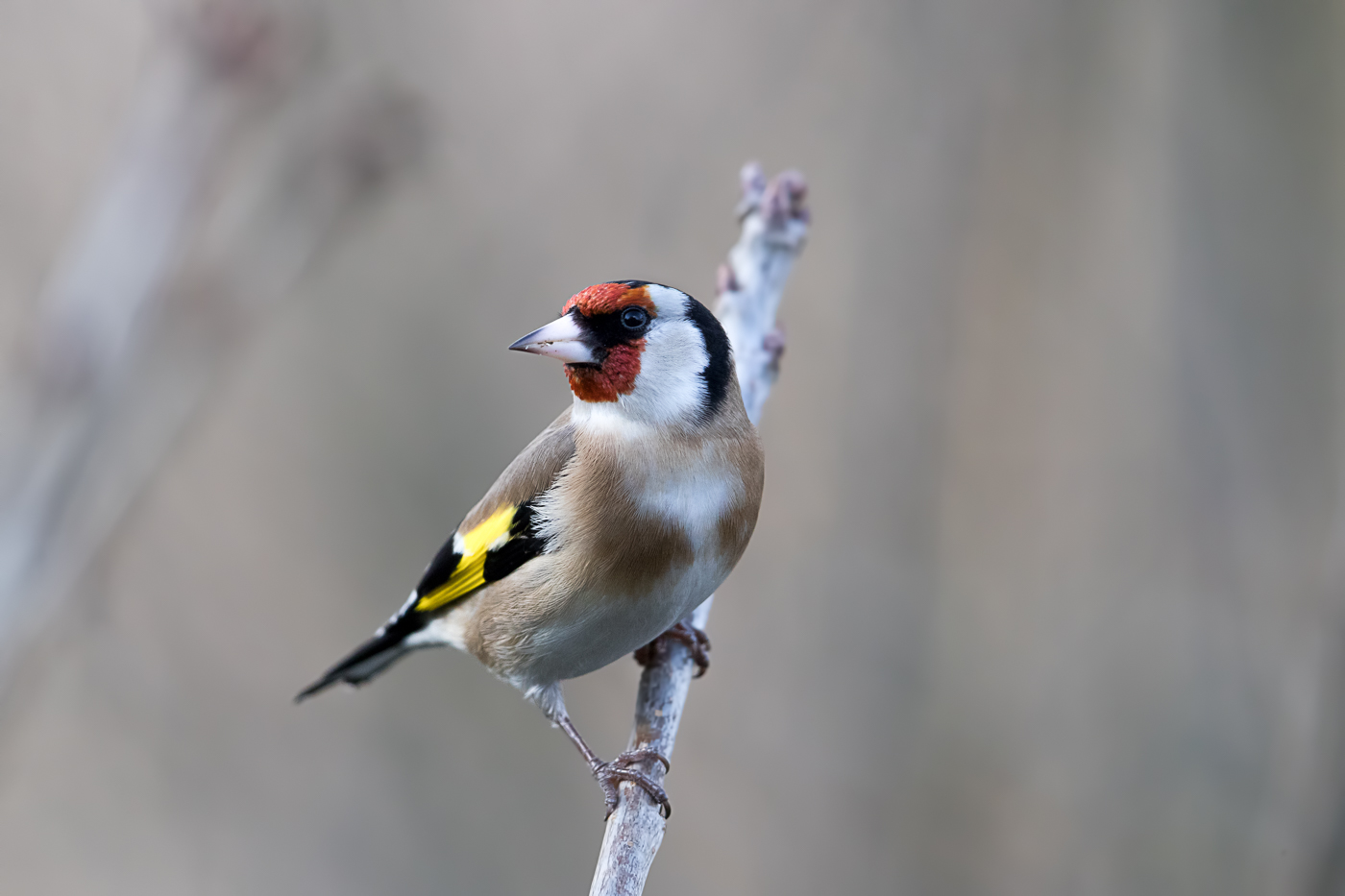 Stieglitz (Carduelis carduelis)