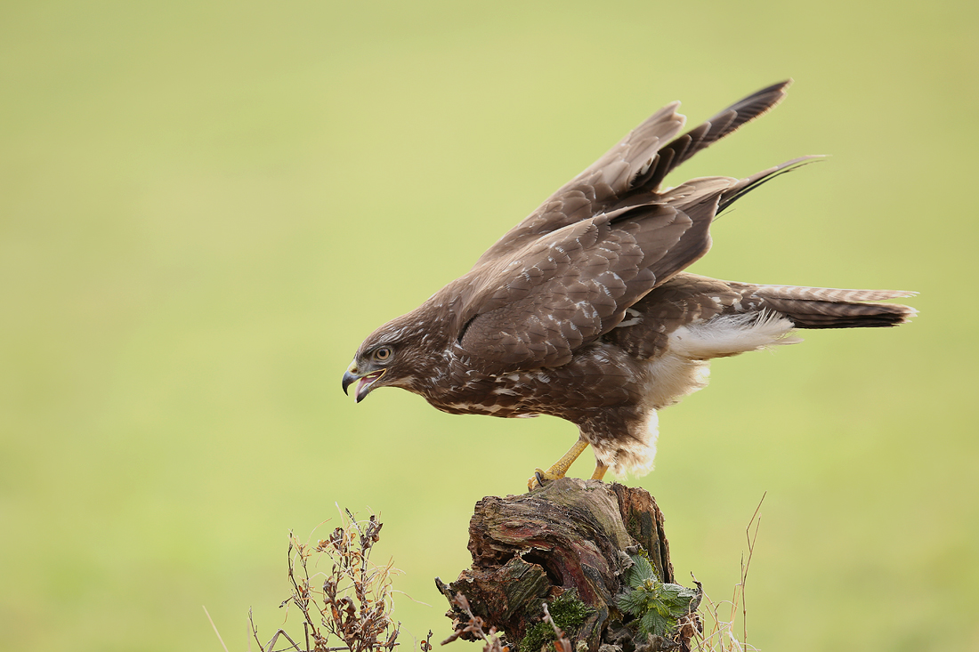 Raubvogel