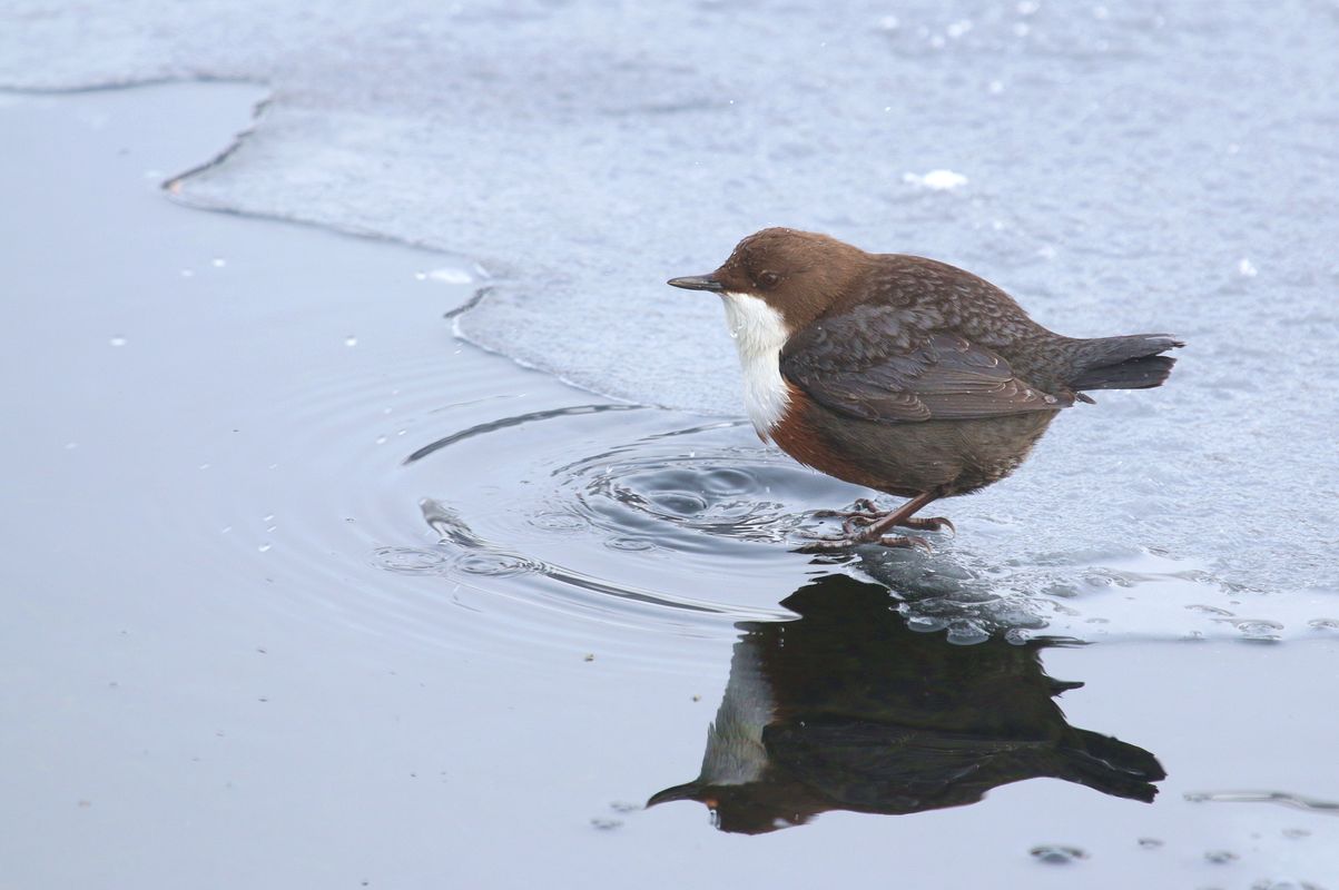 Die Wasseramsel