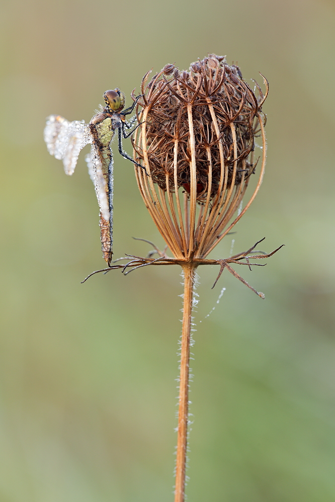 Sympetrum pedemontanum