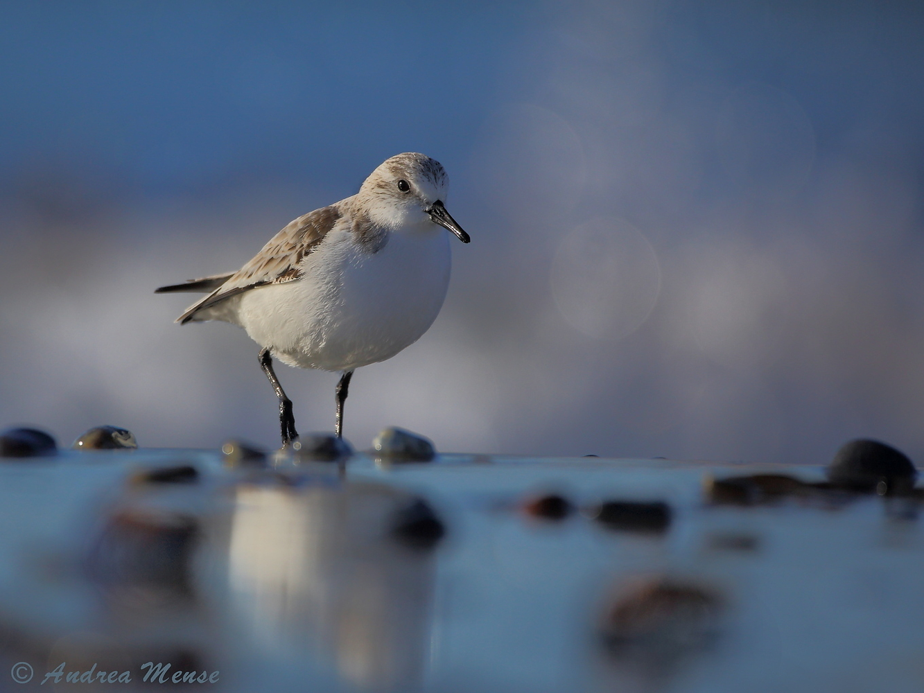 Sanderling - Calidris alba