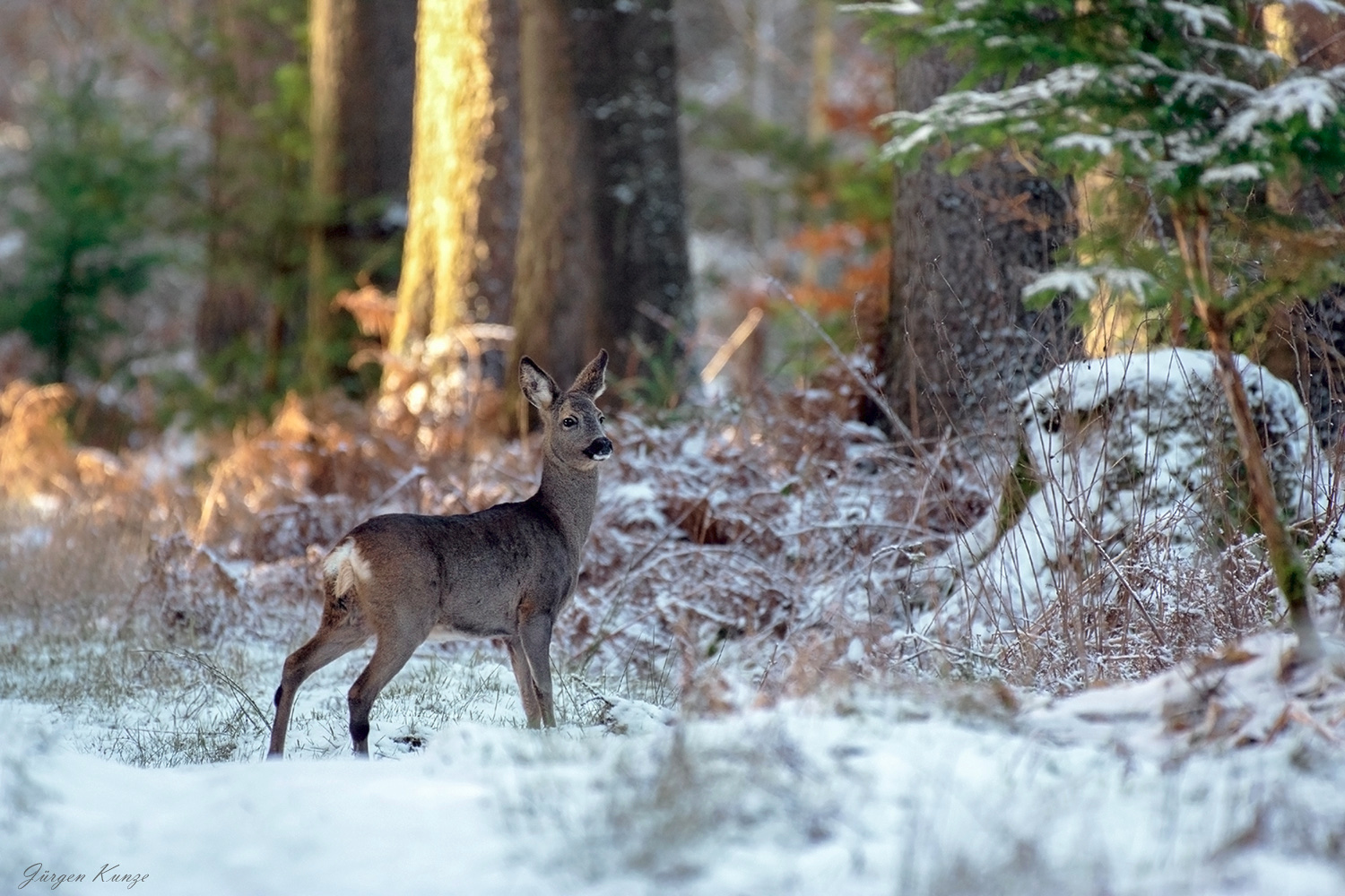 Reh im Winterwald