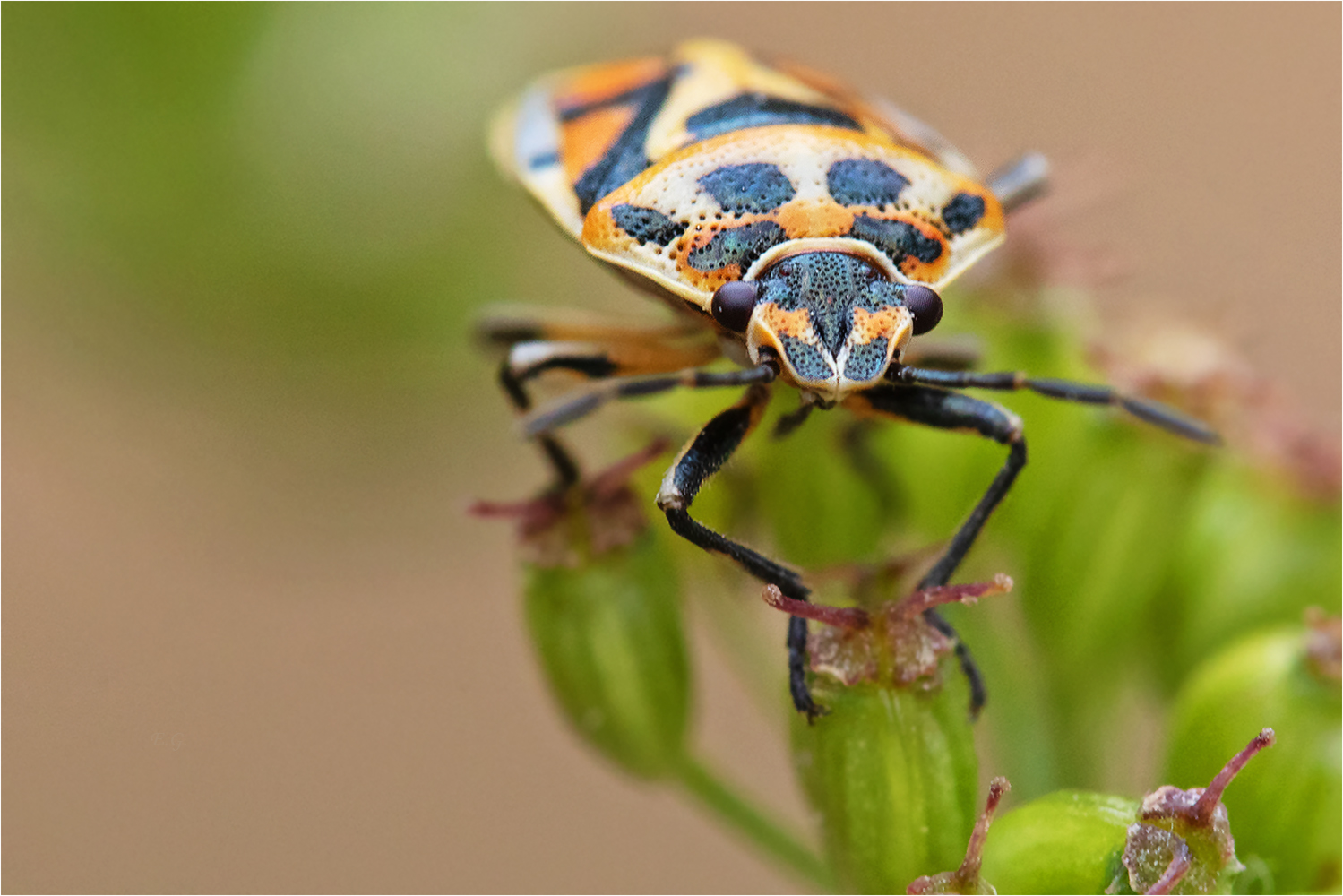 eurydema dominulus (Forum für Naturfotografen)