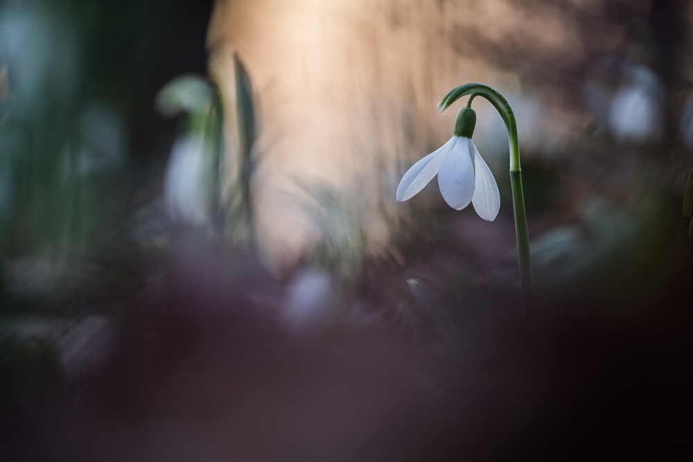 Die Zeit der Frühblüher