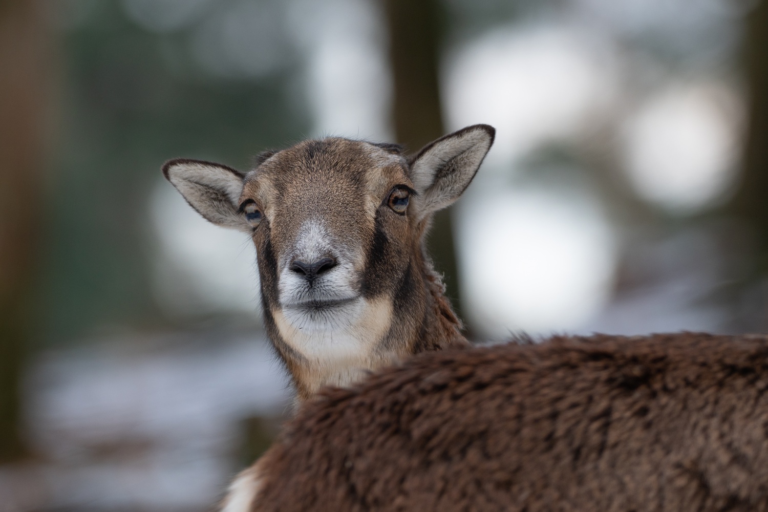 Muffelschaf