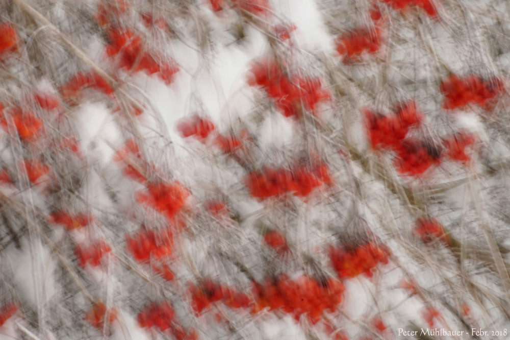 Eisgekühlte Beeren ..