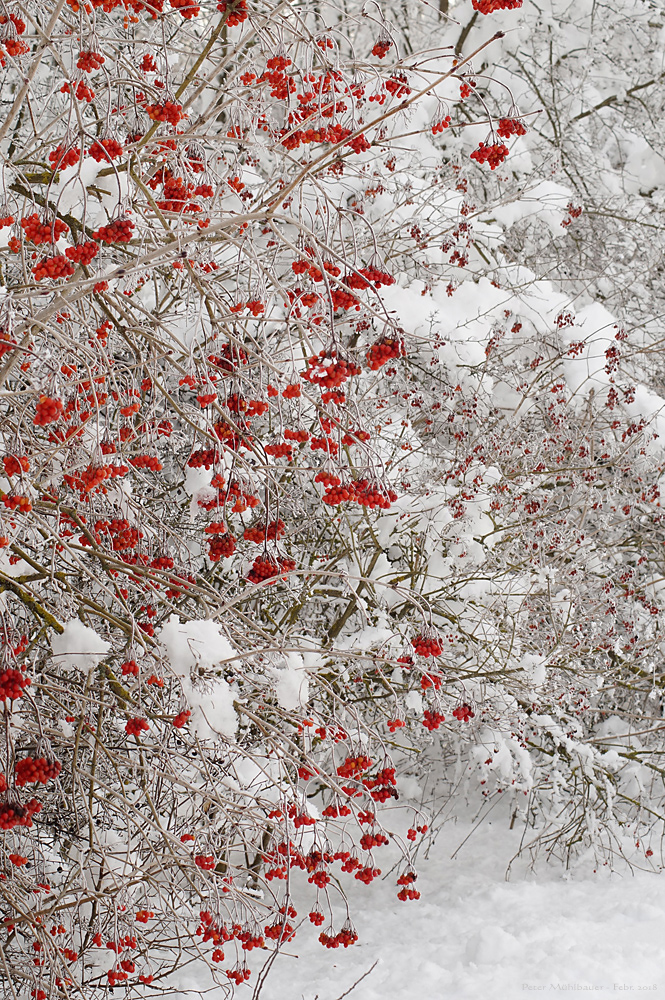 Knallrote Winterfarben ..